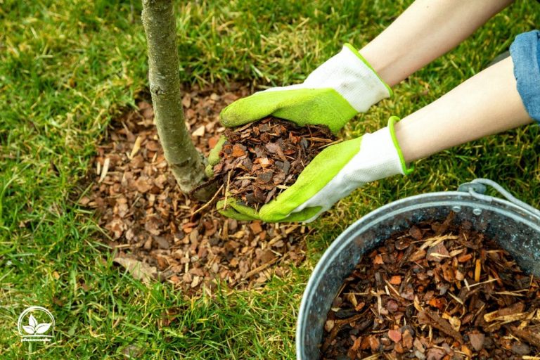 Mehr Grünes Wissen Welche Pflanzen Vertragen Rindenmulch Nicht?