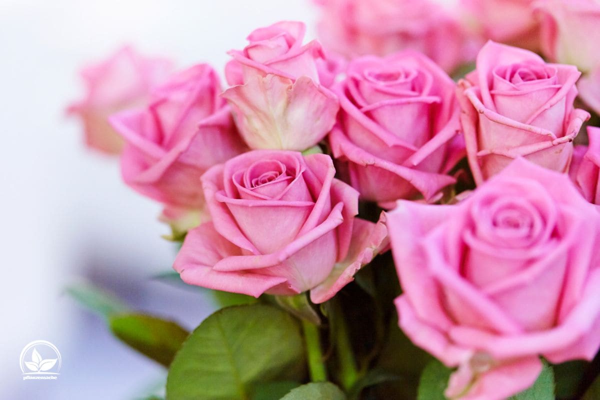 4x Solar-Rosen Leuchten Für Garten – 20 Rosen, 7 Farbwechsel, Wasserdicht, Mit Verstellbaren Stielen