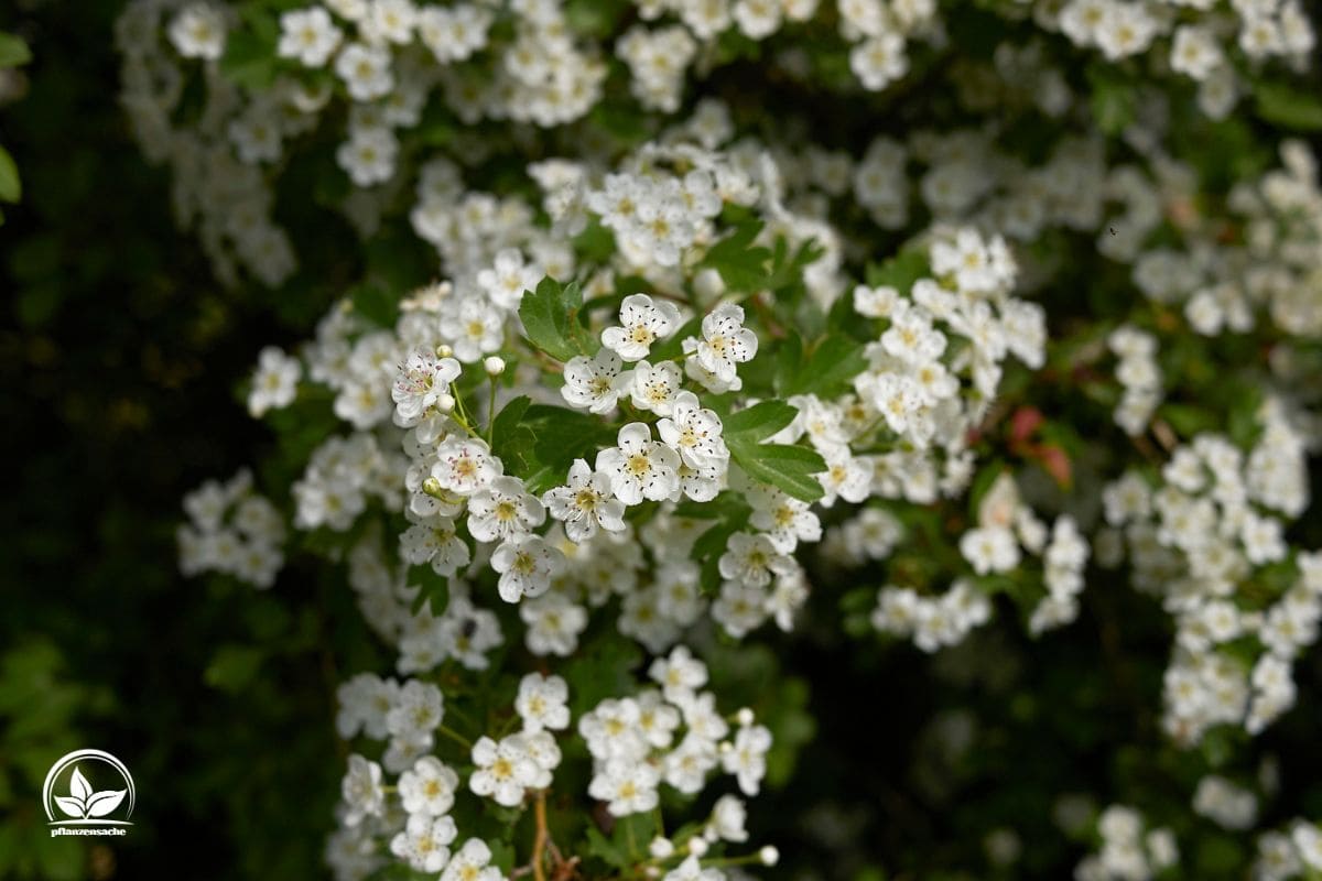 Top 9 Dornensträucher In Ihrem Garten & Ihre Merkmale