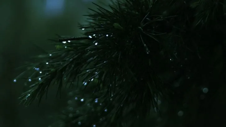 5 Bäume Für Nasse Standorte: Staunässe Ist Hier Kein Problem!