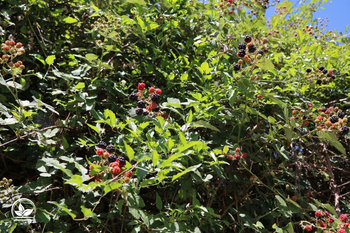 Top 9 Dornensträucher In Ihrem Garten &amp; Ihre Merkmale