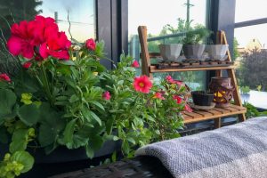 Balkonpflanzen Schatten_ Blumen, Kräuter und Kübelpflanzen!