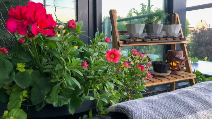 Balkonpflanzen Schatten: Blumen, Kräuter und Kübelpflanzen!