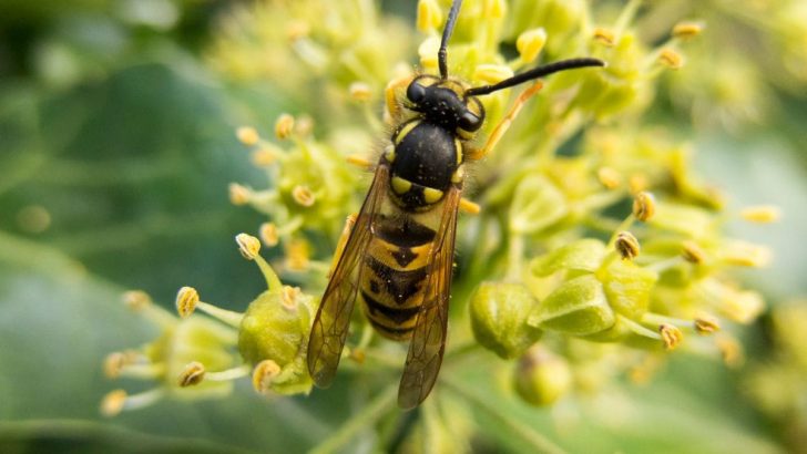 Effektive Pflanzen Gegen Wespen: Frei Vor Den Plagegeistern!