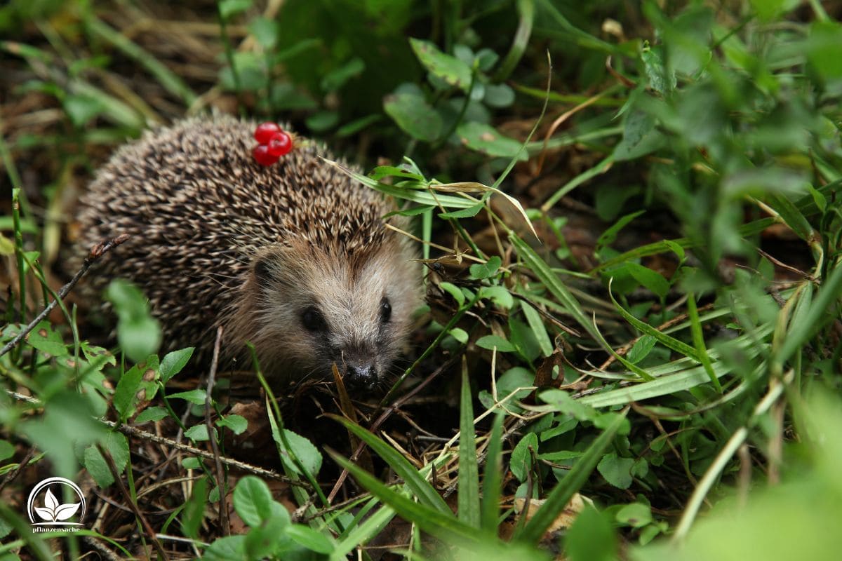 Igel Vertreiben Hausmittel