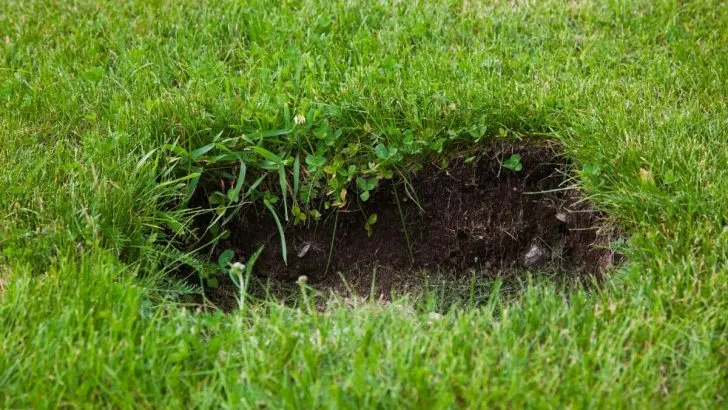Löcher Im Rasen: Kraterlandschaft Ursachen & Effektive Tipps!