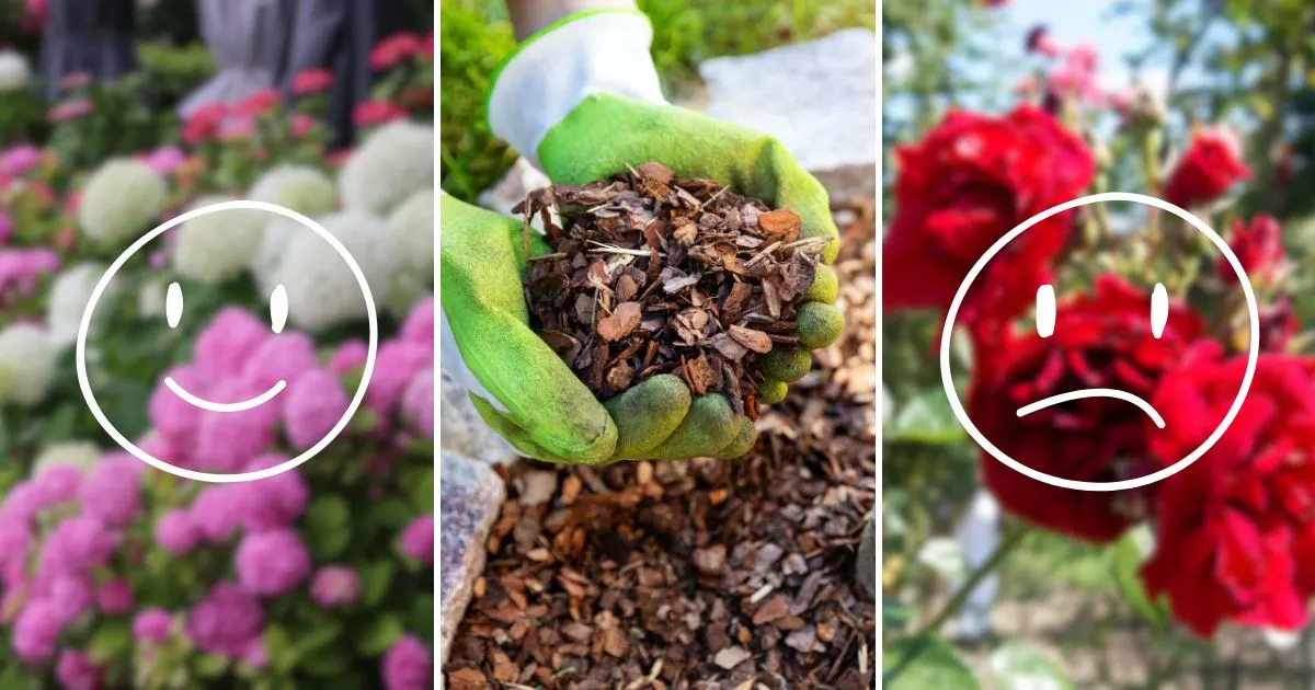 Mehr Grünes Wissen_ Welche Pflanzen Vertragen Rindenmulch Nicht_