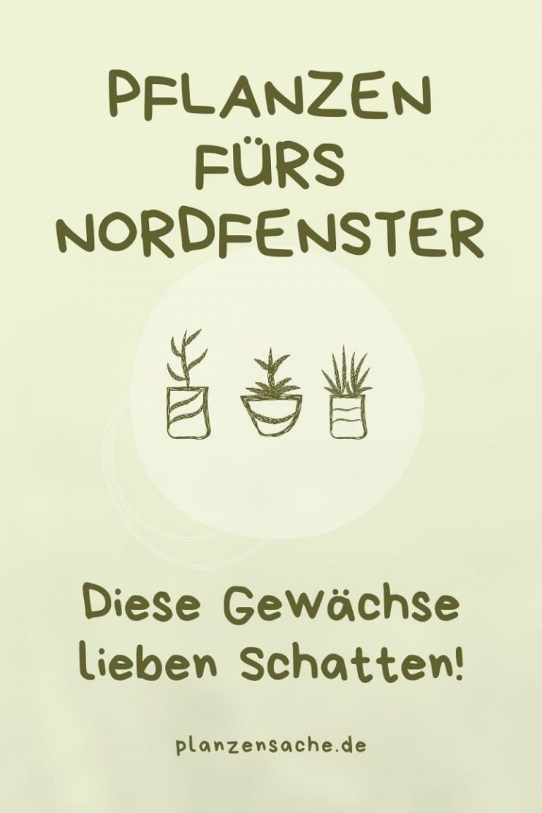 TOP 5 Pflanzen Fürs Nordfenster Diese Gewächse Lieben Schatten!