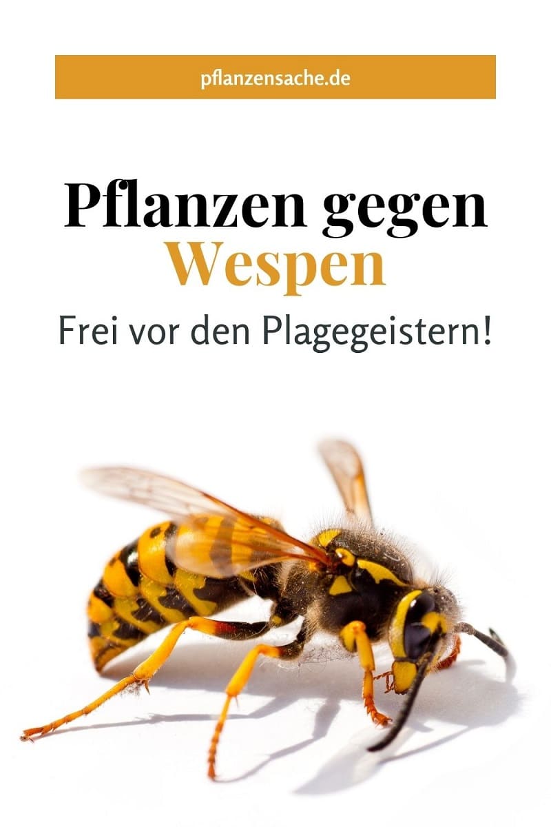 Effektive Pflanzen Gegen Wespen Frei Vor Den Plagegeistern!