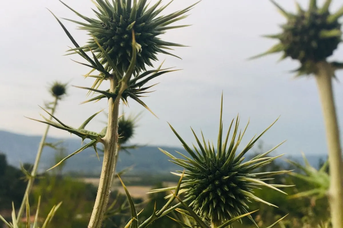 Top 9 Dornensträucher In Ihrem Garten & Ihre Merkmale