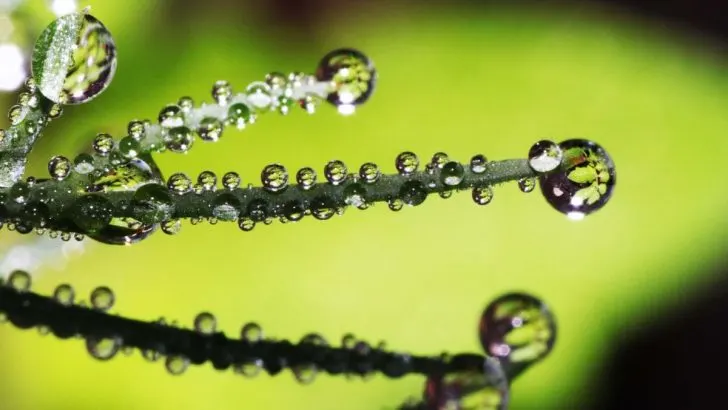 Guttationstropfen: Warum Schwitzt Meine Pflanze?