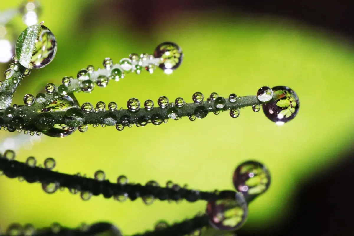 Warum Schwitzt Meine Pflanze_