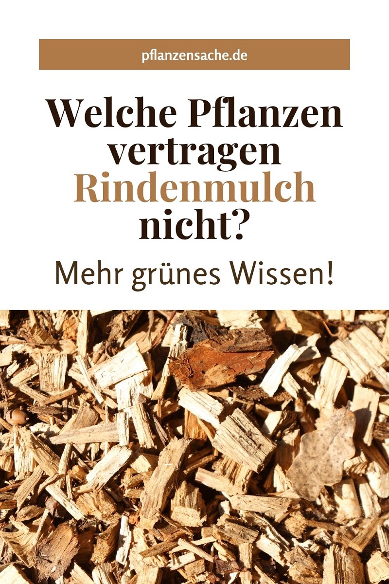 Mehr Grünes Wissen Welche Pflanzen Vertragen Rindenmulch Nicht?