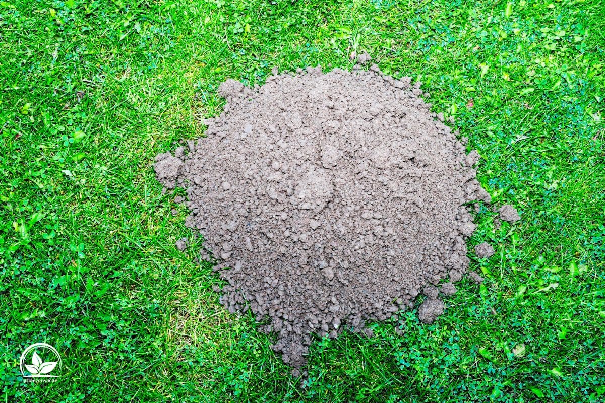 Löcher Im Rasen Kraterlandschaft Ursachen & Effektive Tipps