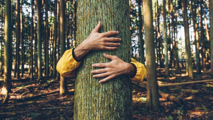 Bäume Umarmen: Stresspegel Sinken Durch Die Energie Der Natur!