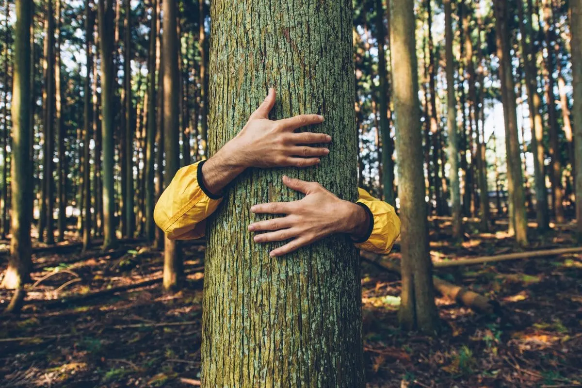 Bäume Umarmen_ Stresspegel Sinken Durch Die Energie Der Natur!