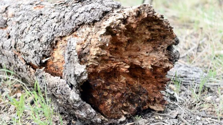 Baumkrankheiten Symptome: Erkennung Und Effektive Tipps!