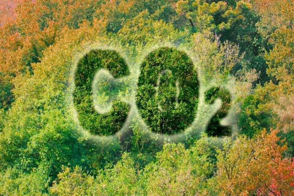 Die Rettung In Der Klimakrise Wie Viel CO2 Bindet Ein Baum?