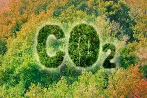 Die Rettung In Der Klimakrise_ Wie Viel CO2 Bindet Ein Baum_