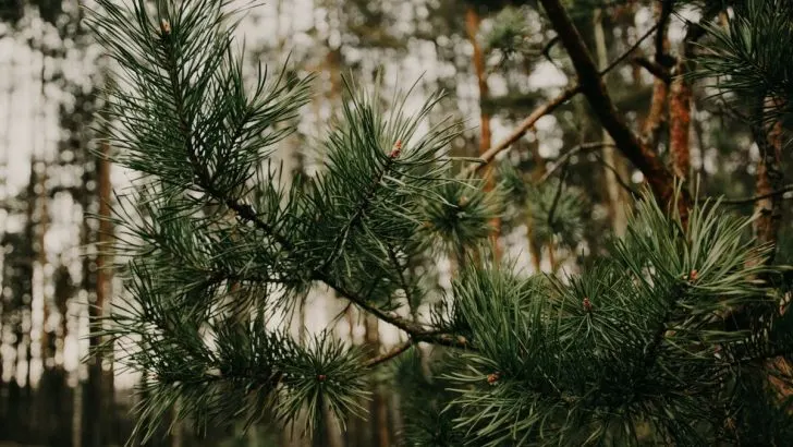 Die Unterpflanzung: Die Schönsten Pflanzen Unter Nadelbäumen!