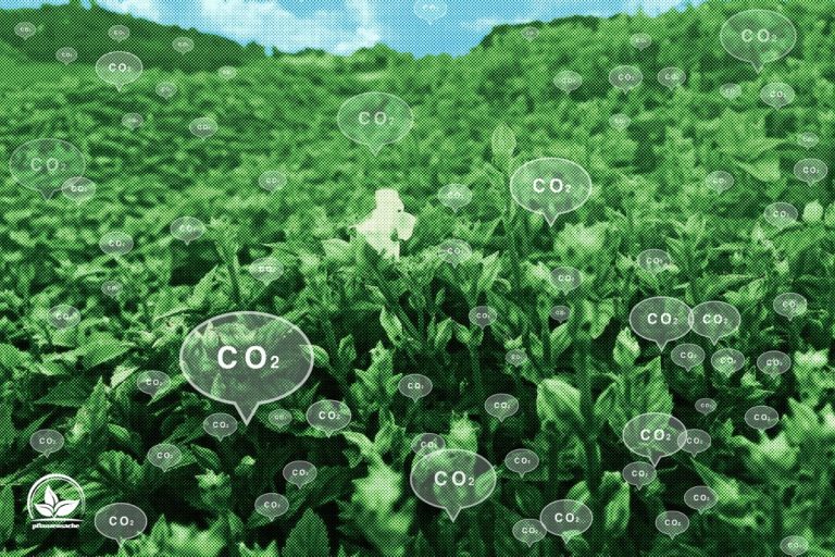 Die Rettung In Der Klimakrise Wie Viel CO2 Bindet Ein Baum?