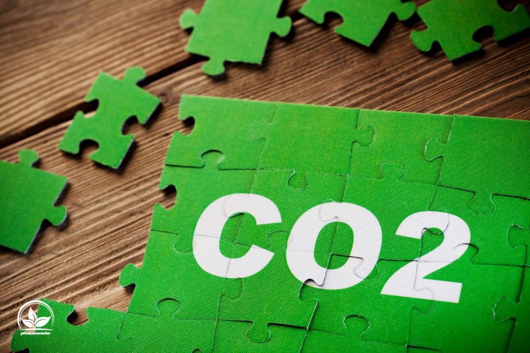 Die Rettung In Der Klimakrise Wie Viel CO2 Bindet Ein Baum?