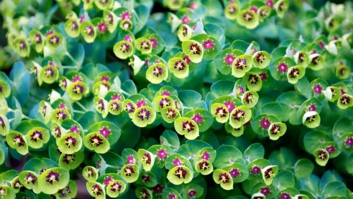 Wolfsmilch Euphorbia (Euphorbiaceae): Eigenschaften Und Pflege!