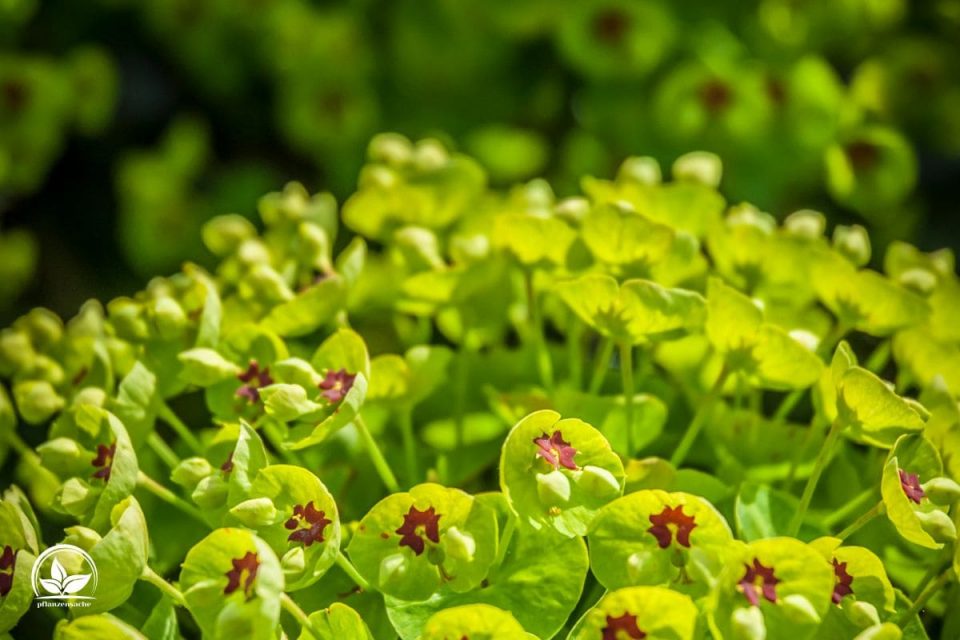Euphorbia Arten Bestimmen