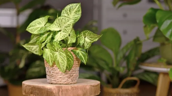 Syngonium: Die Schönsten Arten Und Tolle Tipps Für Die Pflege!