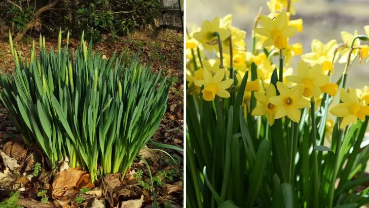 9 Dinge, die jeder Gärtner über Narzissen wissen sollte