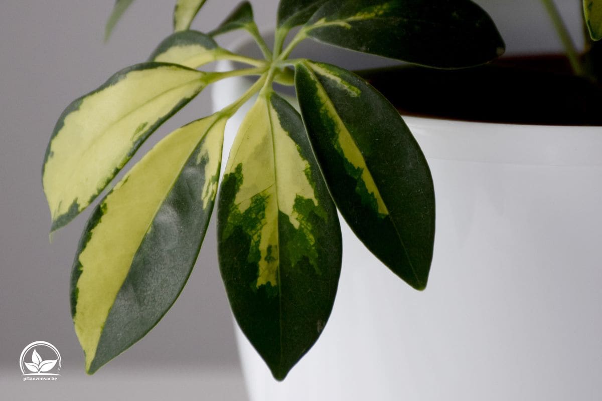Schefflera Pflege Besten Pflegetipps Zur Wunderschönen Schefflera
