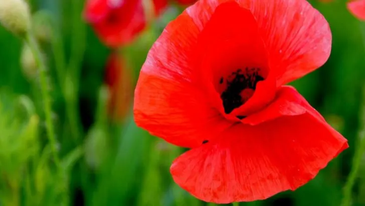 Mohnblume Bedeutung Und Symbolik Einer Zeitlosen Schönheit
