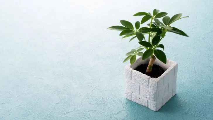 Schefflera Pflege: Besten Pflegetipps Zur Wunderschönen Schefflera!