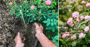 So düngen Sie Ihre Rosen richtig: 7 Experten-Tipps für eine zauberhafte Rosenblüte