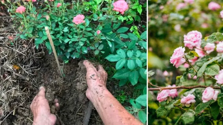 So düngen Sie Ihre Rosen richtig: 7 Experten-Tipps für eine zauberhafte Rosenblüte