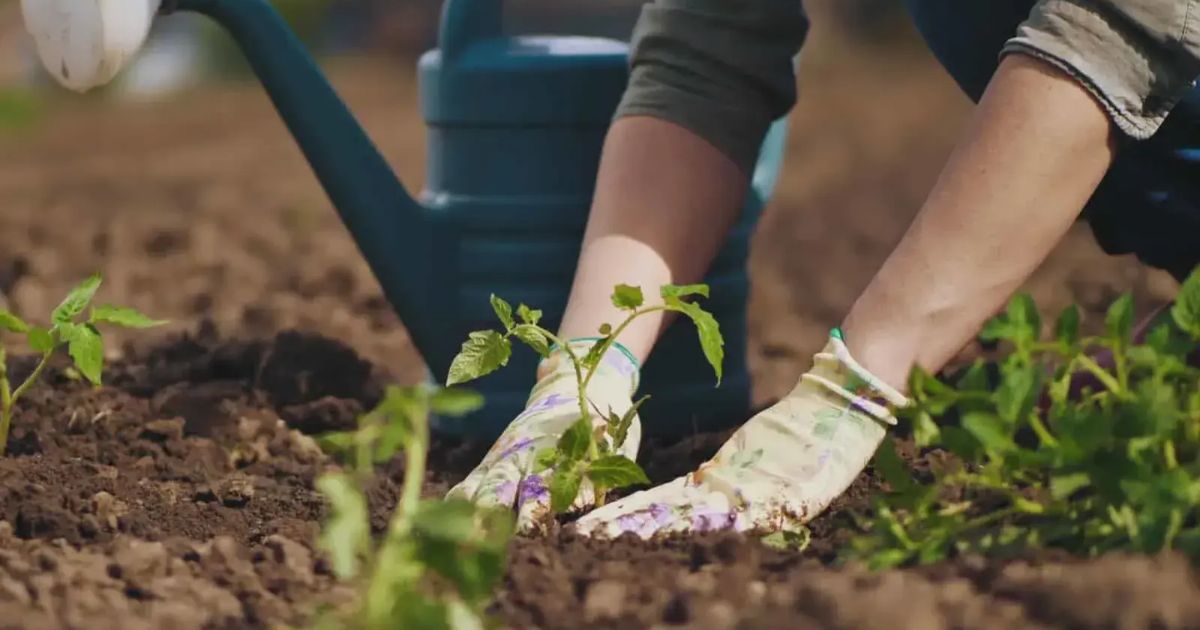 10 Begleitpflanzen für Zinnien + Einige Sorten, Die Man Meiden Sollte