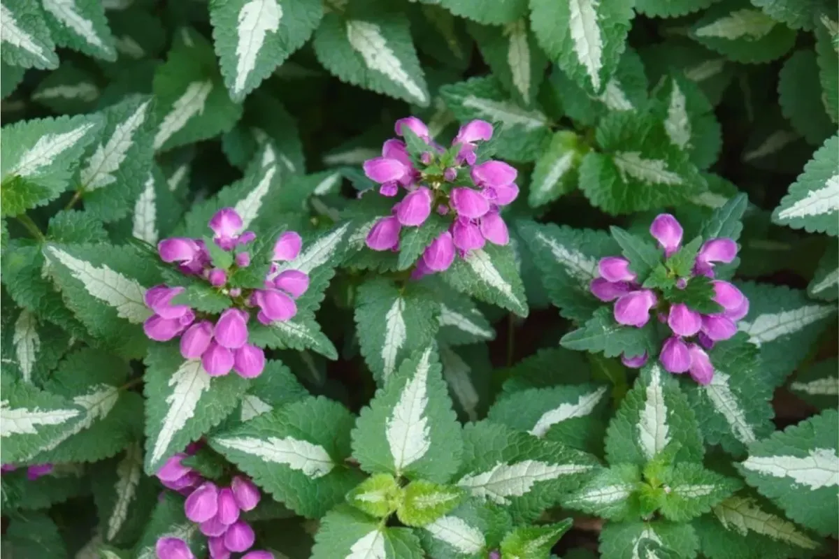 10 Wirksame Unkraut Vernichtende Pflanzen Für Einen Blühenden Garten