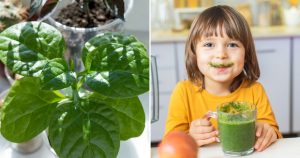 11 Tipps Für Den Anbau Von Spinat In Der Wohnung