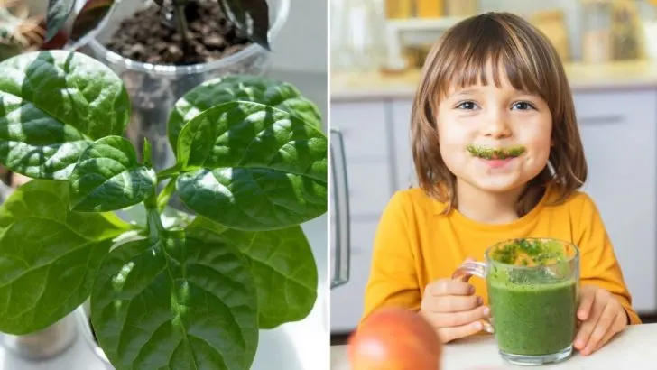 11 Tipps Für Den Anbau Von Spinat In Der Wohnung