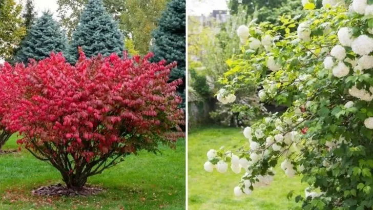 14 Atemberaubende, Pflegeleichte Heckenpflanzen Für Ihren Garten