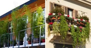 15 Atemberaubende Sichtschutzpflanzen Für Balkon Mit Pflegetipps!
