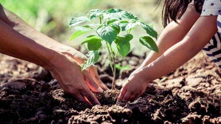 16 Fehler Die Gärtner Bei Der Bepflanzung Ihrer Gemüsebeete Machen