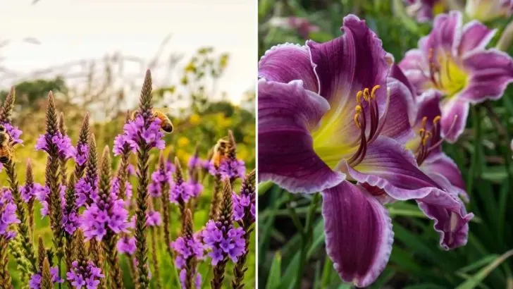 21 Lang Blühende Stauden Für Eine Nie Endende Blüten-Saison