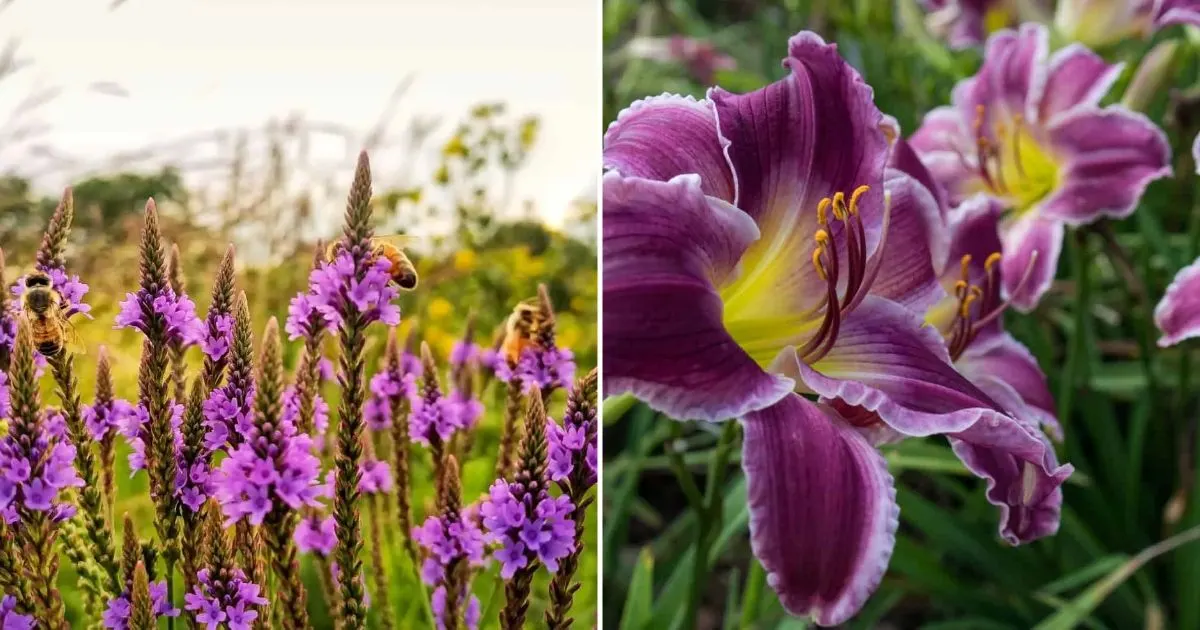 21 Lang Blühende Stauden Für Eine Nie Endende Blüten-Saison