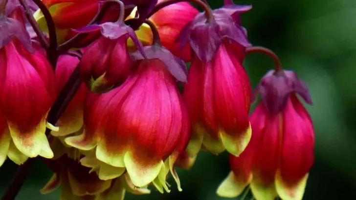 21 Prächtige Kalanchoe-Arten, Die Leicht Zu Züchten Sind!