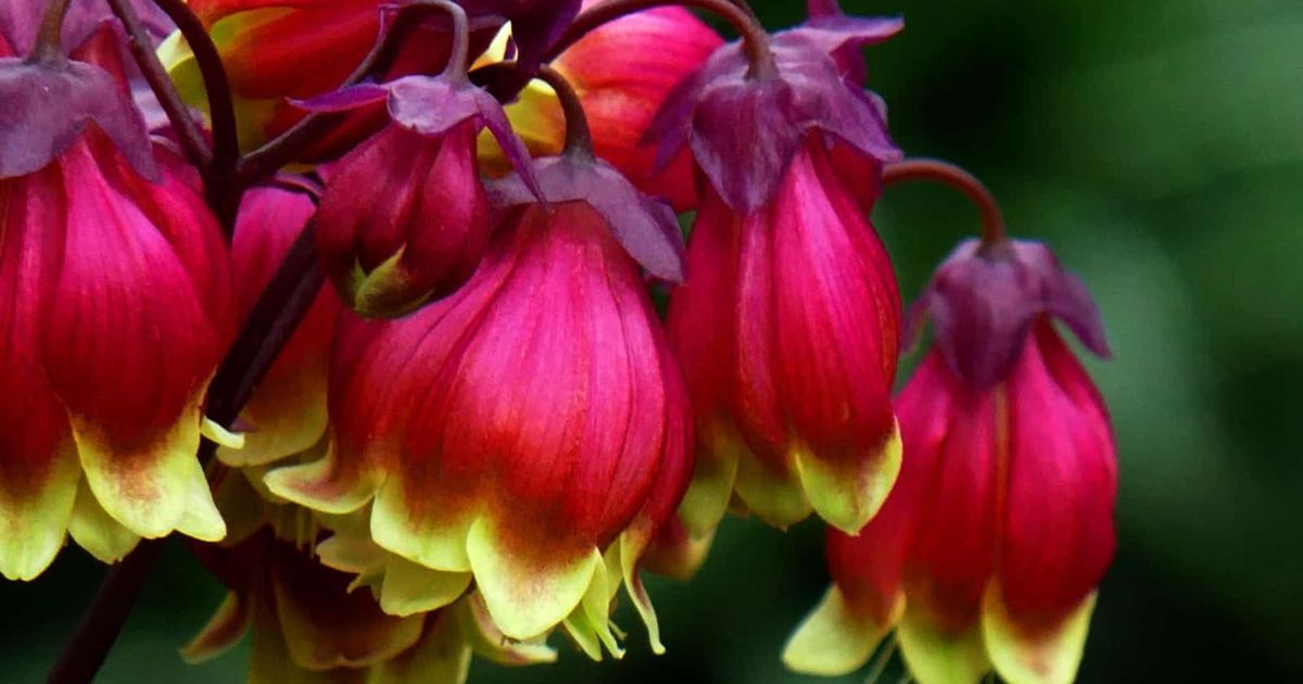 21 Prächtige Kalanchoe-Arten, Die Leicht Zu Züchten Sind!