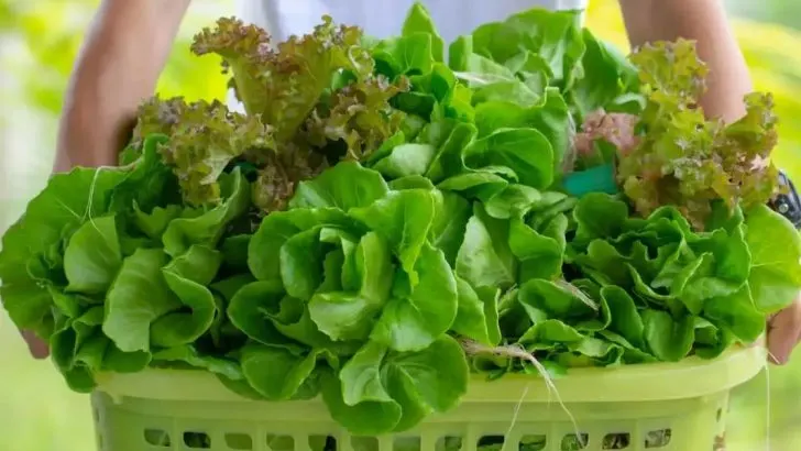 5 Gründe Für Bitteren Kopfsalat Und Wie Man Das Verhindert!