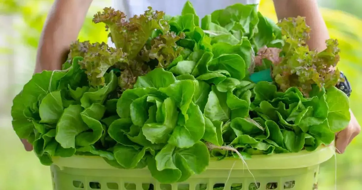 5 Gr&uuml;nde F&uuml;r Bitteren Kopfsalat Und Wie Man Das Verhindert!