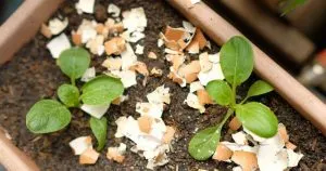 6 Möglichkeiten Eierschalen Für Topfpflanzen Zu Verwenden + DIY-Rezept