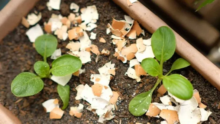 6 Möglichkeiten Eierschalen Für Topfpflanzen Zu Verwenden + DIY-Rezept